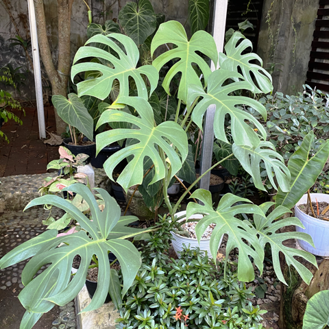Monstera